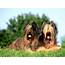 Briard Breed Guide  Learn About The