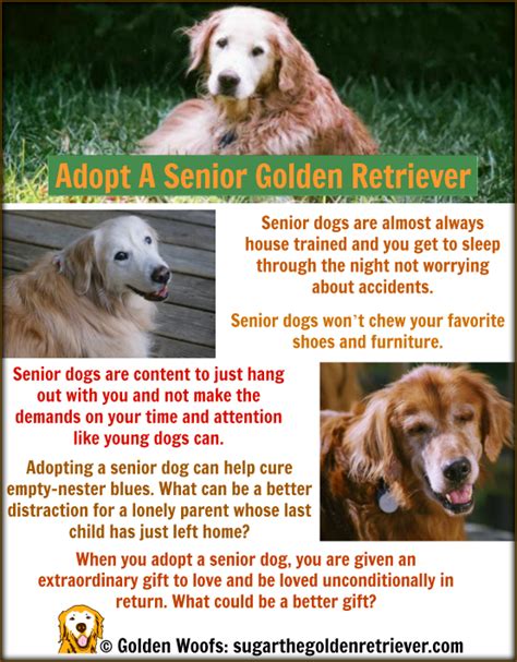October Adopt A Shelter Dog Month Golden Retriever Golden Woofs