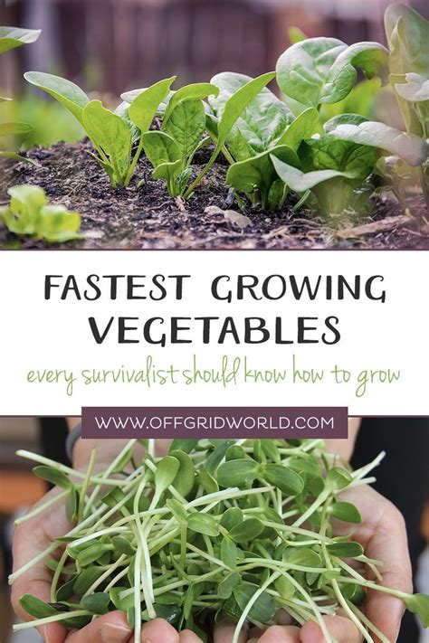 Tomatoes are one of the most popular fruits in existence (although many people think they're a vegetable). The Fastest Growing Vegetables and Fruits Every ...
