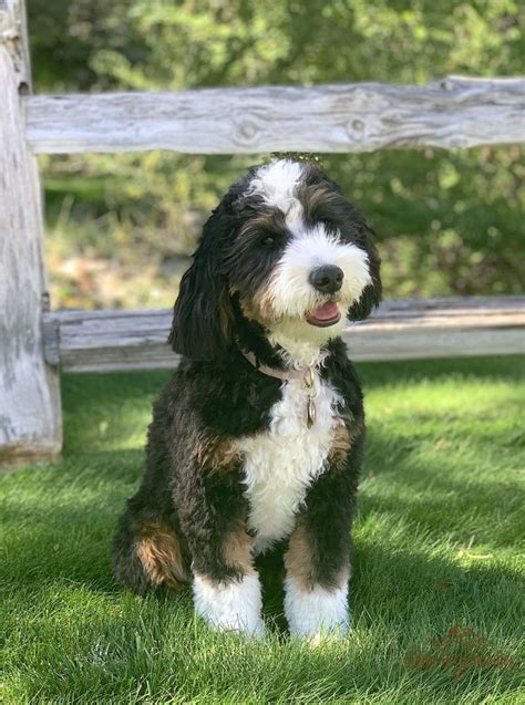 Ollie F1 Miniature Bernedoodle Puppies For Sale Cute Puppies Vail