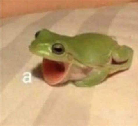 Pin By Alexa Mendoza On Froggie In 2020 Cute Memes Really Funny Memes Frog Meme