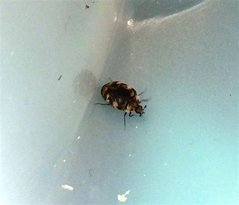Varied Carpet Beetle And Bed Bug In Bed And Bumps On Back And Neck