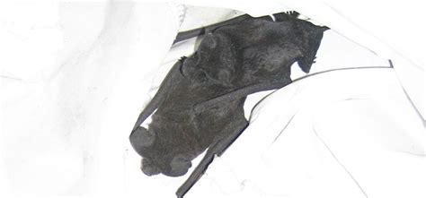 Bat dung has been mined as guano from caves and used as fertiliser. Do mothballs or ammonia help repel bats?