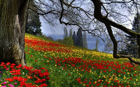 Peaceful Beautiful Forest Forest Flowers Spring Garden