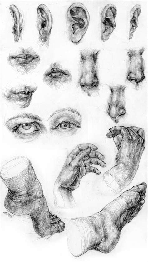 Ears Mouths Noses Eyes Hands Feet By S U W I On Deviantart Pencil Art