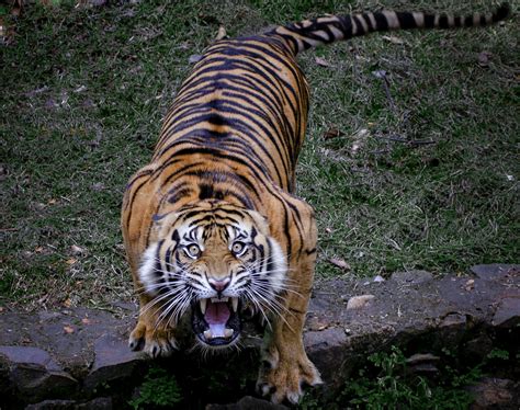 Wallpaper Harimau Tiger Sumatran Scream Harimau Sumatra Majestic - IMAGESEE