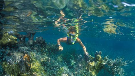 The Best Places To Snorkel In Key Largo Lonely Planet