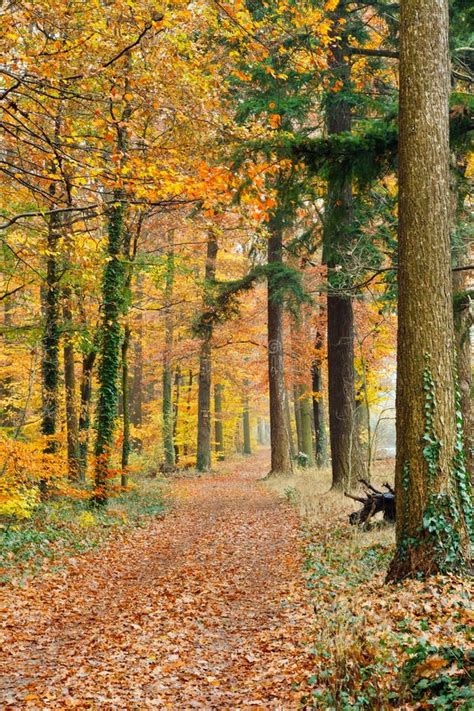 Pathway In The Autumn Forest Stock Image Image Of Landscape Fall