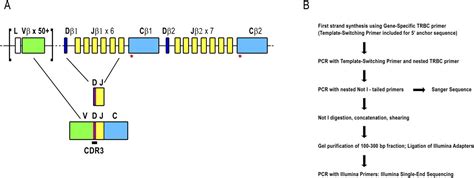 Profiling The T Cell Receptor Beta Chain Repertoire By Massively