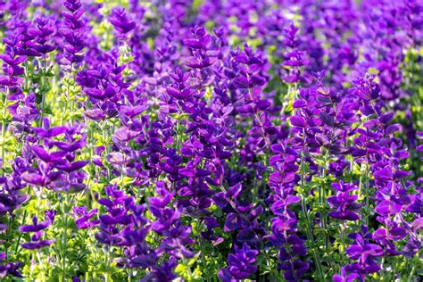 50 Blue Monday Clary Sage Salvia Viridis Horminum Herb Flower Seeds Etsy