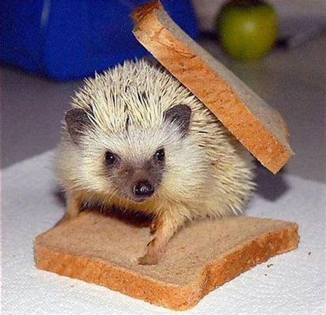 Cute Hedgehogs (55 pics)