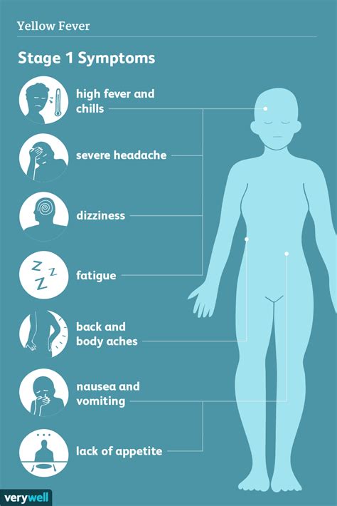 Yellow Fever Signs Symptoms And Complications