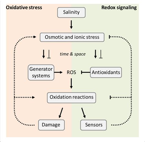Overview Of Salinity Induced Stress Effects The Primary Stress