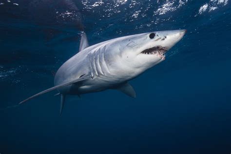 Најбрзата ајкула во морето