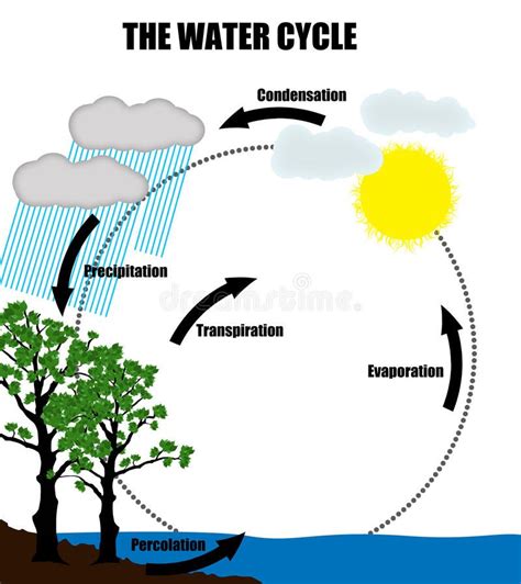 Schematic Representation Of The Water Cycle In Nature Royalty Free