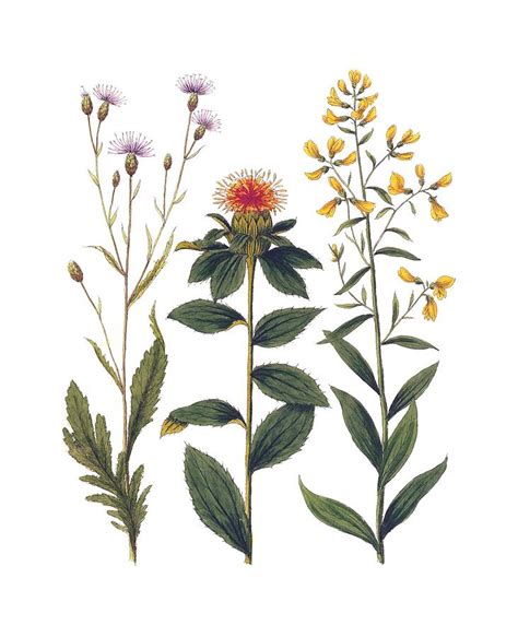 Vintage Botanical Wildflowers Digital Art By Antique Images Pixels