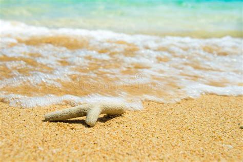 Closeup View Of Coral At Beach As Summer Vacation Background Stock
