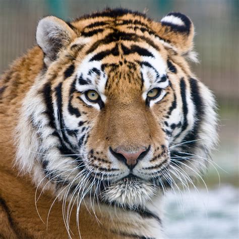 Filemakari The Tiger Wikimedia Commons