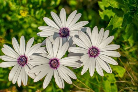 White Flower Purple Center Stock Images Download 3789 Royalty Free