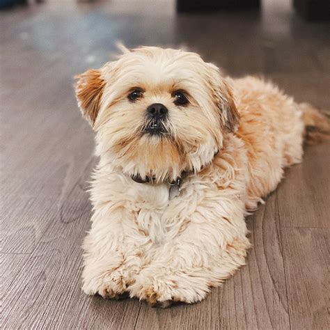 Does This Handsome Boi 6 Month Old Look Like A Pure Bred Shih Tzu Or