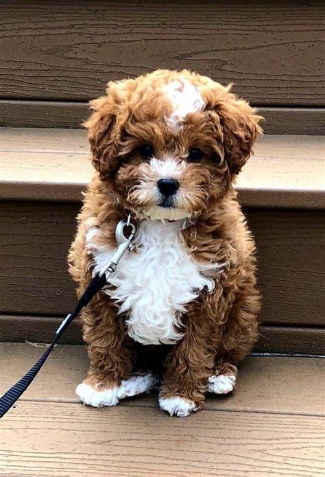 15 Cute And Small Teddy Bear Dog Breeds With Pictures Hepper Bear