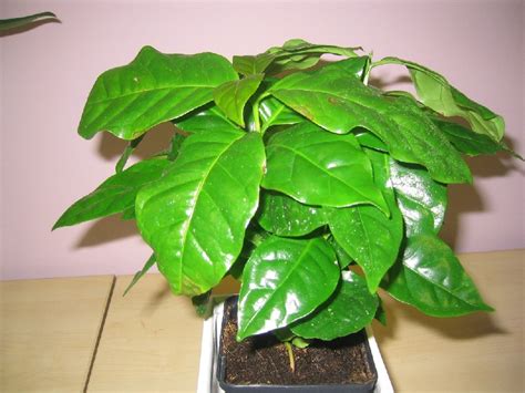 Maybe you would like to learn more about one of these? 116 Chameleon Safe Plants! (With Pictures) I Thur Z ...