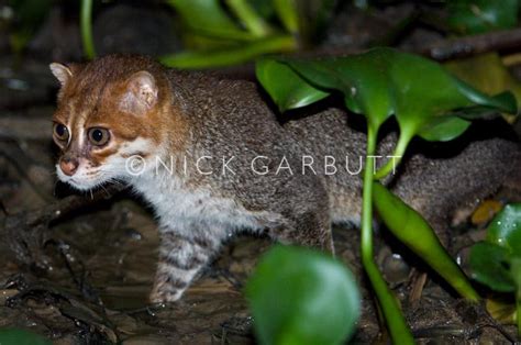 Relative to other felines, its skull grows highly flattened. Wild Cats: The Flat-headed Cat - kimcampion.com