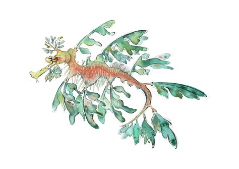 Leafy Sea Dragon Art