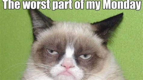 Angry Cat Meme Discover More Interesting Cat Kitten Kity Party Memes