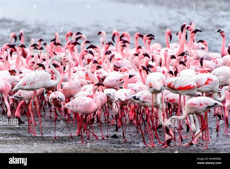 Flock Of Pink Flamingos Stock Photo Alamy