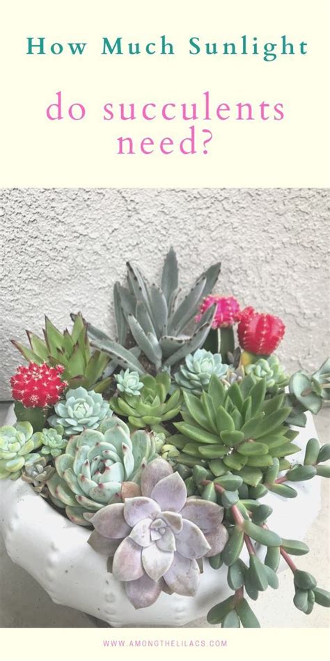 Succulents, including cacti, love sunlight how much light to give cactus. Pin on Succulents