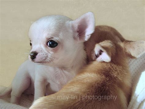 45 Adorable Cute Puppies Incredible Snaps