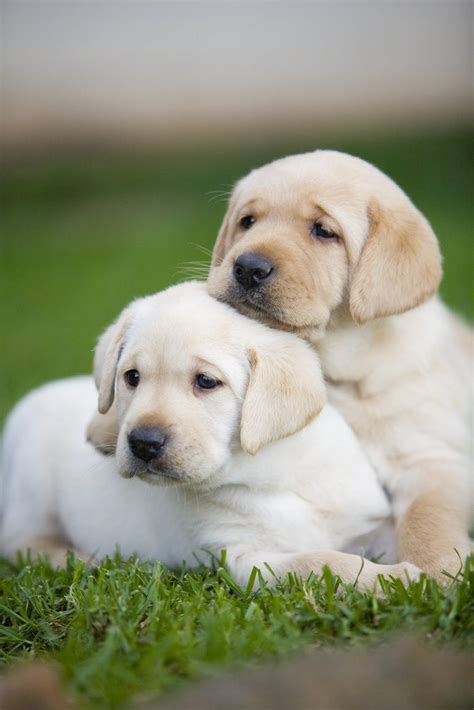 Yellow Labrador Retriever Puppies Posters And Prints By Corbis