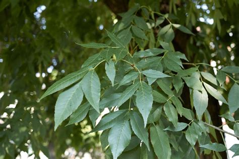 Ash Tree Varieties Learn All About Ash Trees