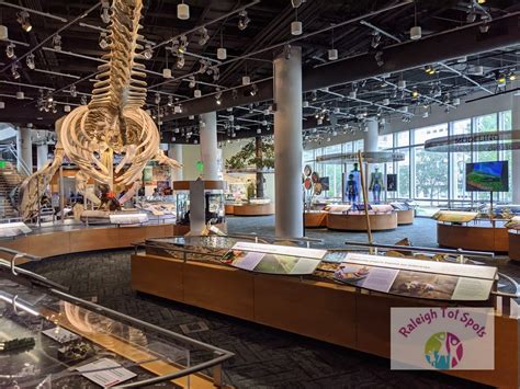 A Review Of The Nc Museum Of Natural Sciences Raleigh Tot Spots