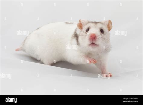 Syrian Hamster Hi Res Stock Photography And Images Alamy