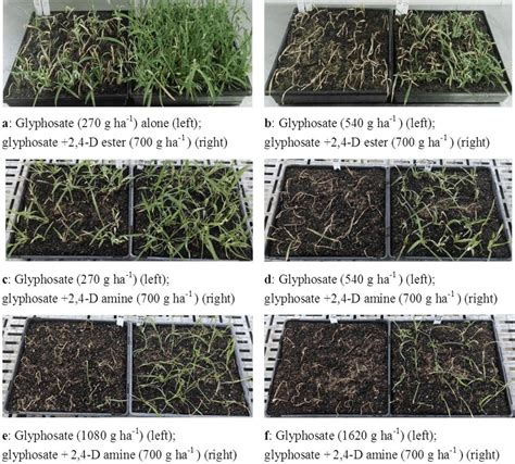 Reduced Glyphosate Control Of Glyphosate Resistant Barnyard Grass
