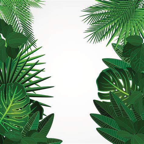Royalty Free Jungle Clip Art Vector Images