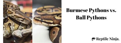 Burmese Python Vs Ball Python Which One Is The Best Pet