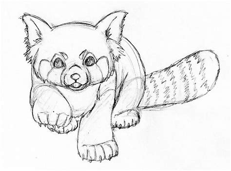 Red Panda Just An Example Of Position I Want It In It Panda Drawing