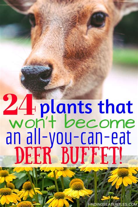Deer Resistant Perennials Stop Planting All You Can Eat Garden Buffets