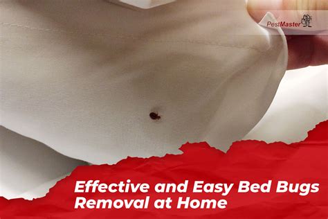 Effective And Easy Bed Bugs Removal At Home Pestmaster