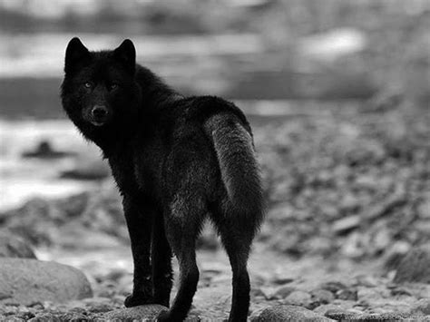 Black Wolf Wallpapers Images Photos Pictures And Pics Desktop Background