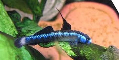 Glass Stiphodon Goby Regular Tropical Fish