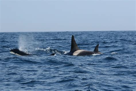 Orca Stunning 45min Encounter With The Orca Near Wick Walter