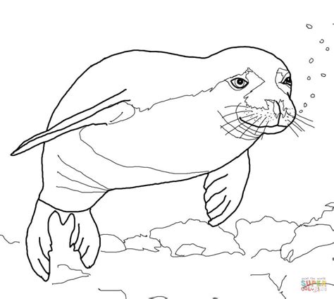 Hawaiian Monk Seal Coloring Page Free Printable Coloring Pages