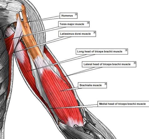 77 Best Anatomy References Arm Images On Pinterest Anatomy