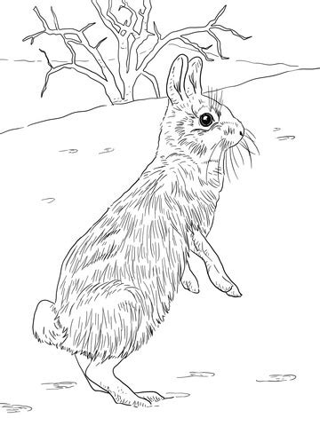 Print and color some rabbit coloring pages. 301 Moved Permanently
