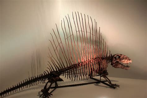 texas fossil museum preserves pre dinosaur mammal skeleton with 3d scanning 3d printing industry
