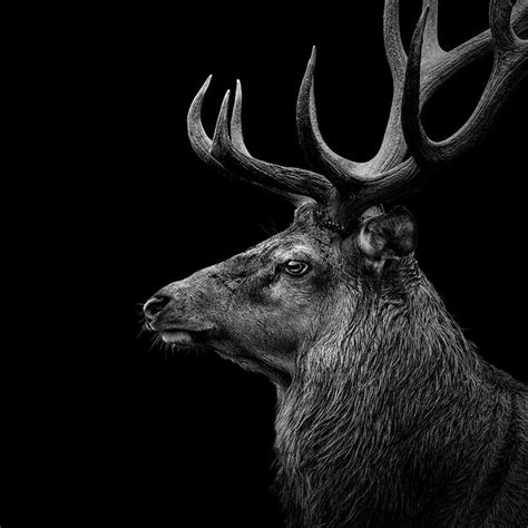 These 23 Black And White Animal Portraits By Lukas Holas Are Just